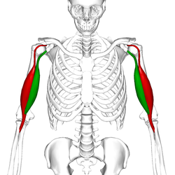 Biceps brachii muscle06.png