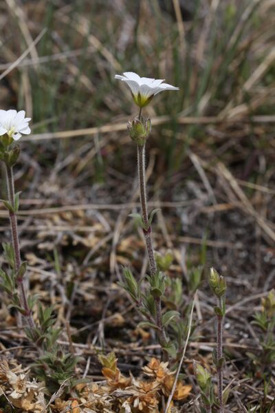 ملف:Cerastium arvense 5618.JPG