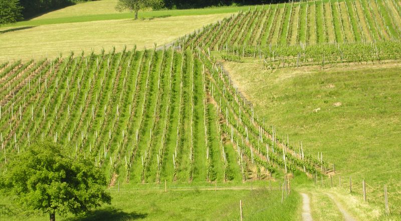 ملف:GrapeField.jpg