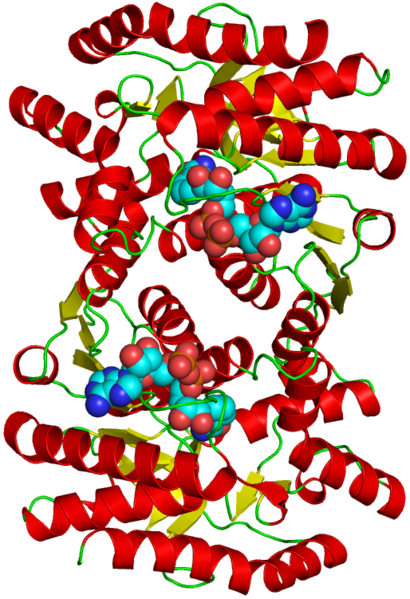 ملف:Malate dehydrogenase structure.png