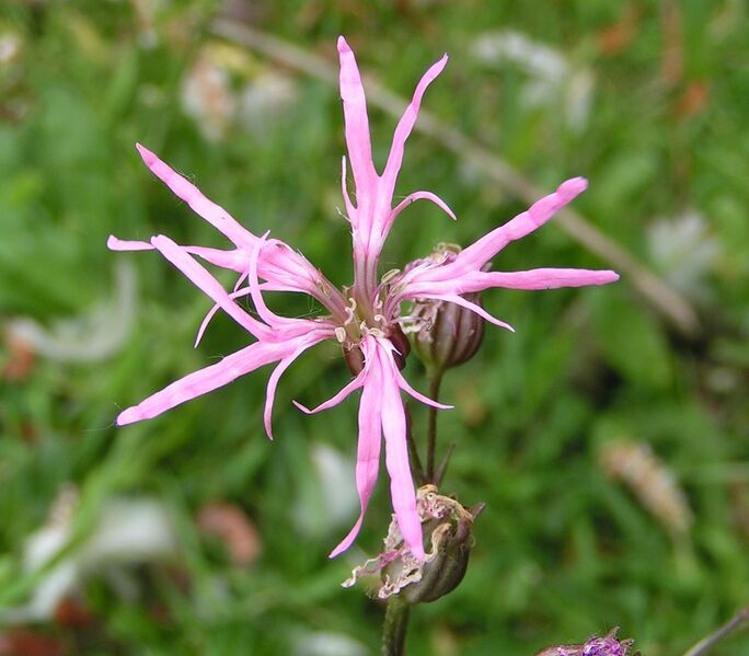 ملف:Ragged-robin 800.jpg