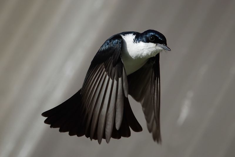 ملف:Restless flycatcher04.jpg