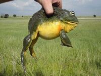 رجل يمسك بضفدع الثور الأفريقي.