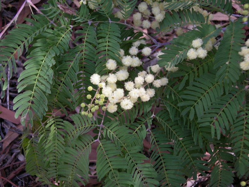 ملف:Acacia schinoides.JPG