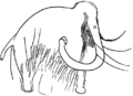 Copy of engraved mammoth from Les Combarelles