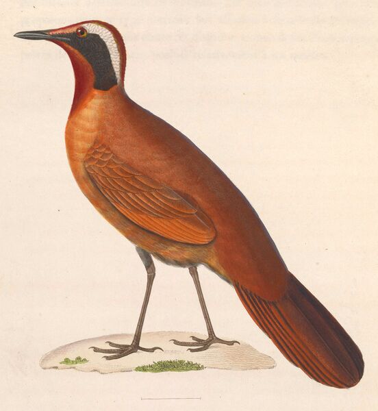 ملف:Eupetes macrocerus 1838.jpg