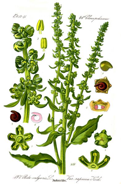ملف:Illustration Beta vulgaris var.JPG