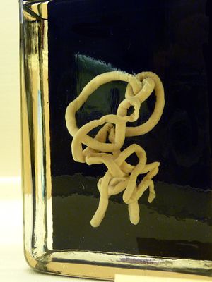 Lineus longissimus.jpg