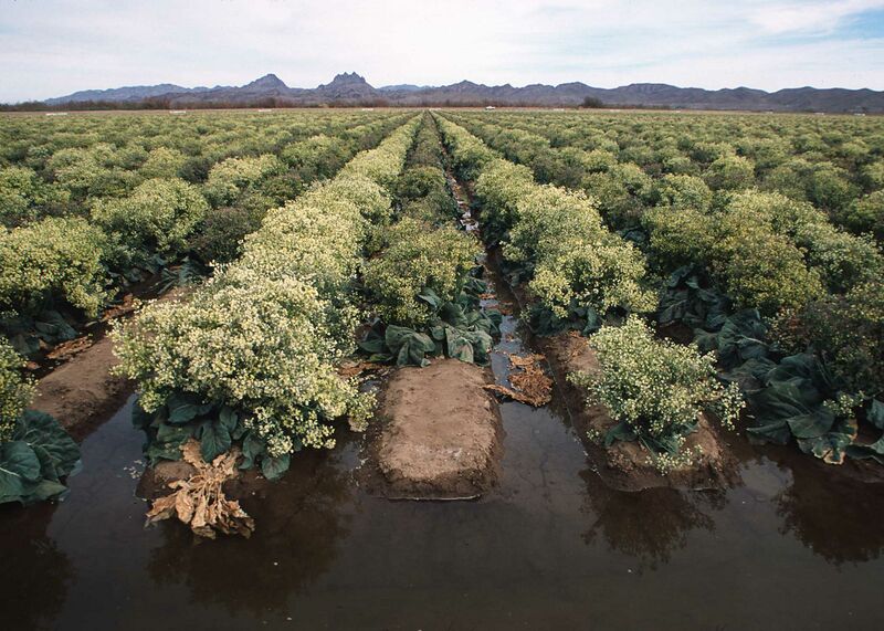 ملف:NRCSAZ02078(14190)(NRCS Photo Gallery).jpg