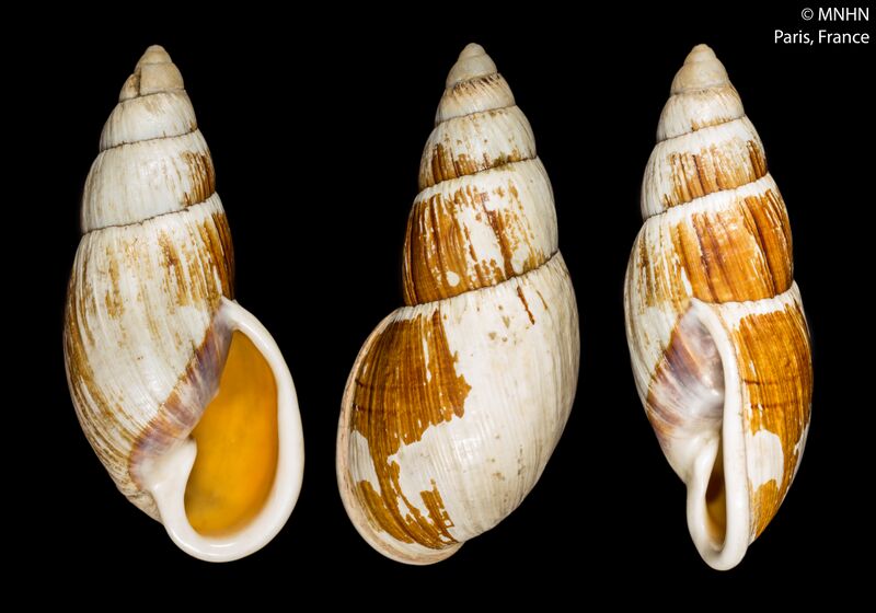 ملف:Placostylus hongii (MNHN-IM-2000-28168) 001.jpeg