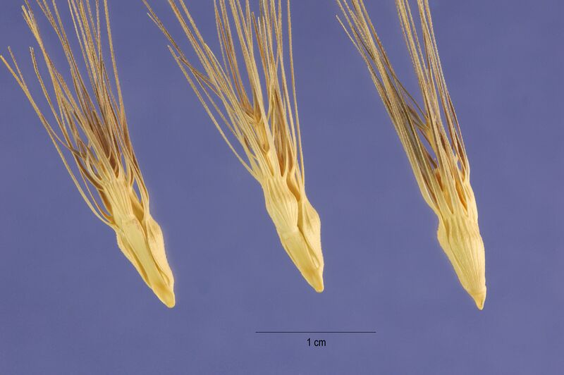 ملف:Aegilops geniculata seeds.jpg