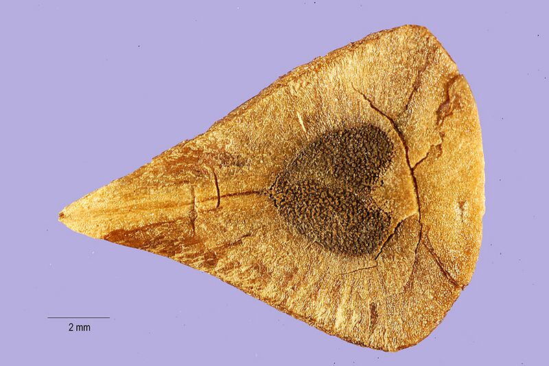 ملف:Aristolochia odoratissima seeds.jpg