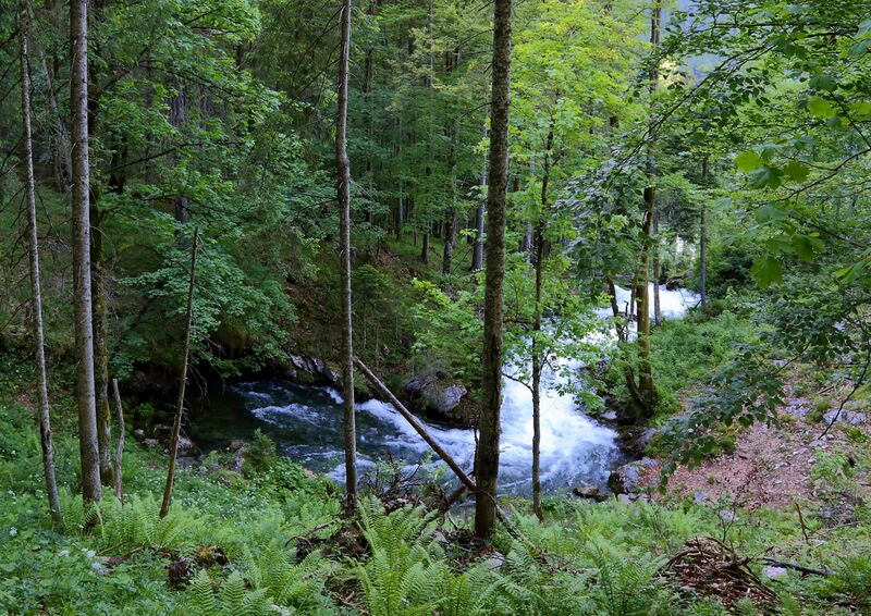ملف:Hallstatt - Waldbach, Ursprungsquelle.JPG