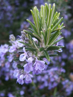 Rosmarinus officinalis133095382.jpg