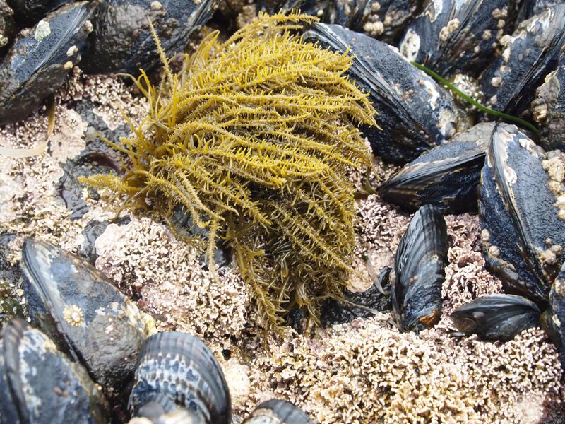 ملف:Analipus japonica (10106970715).jpg