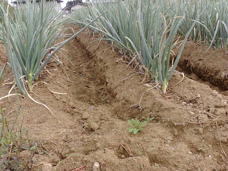 ملف:Une(Japanese)(ridge)- between plowed furrows.JPG