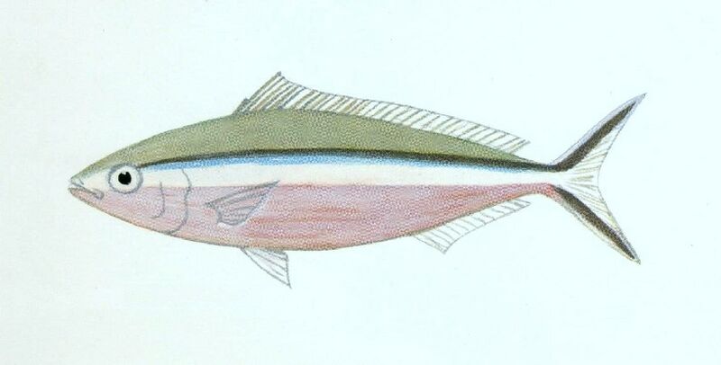 ملف:XRF-Pterocaesio tile.jpg