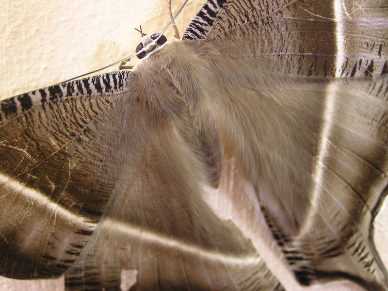 ملف:Bigmoth.jpg