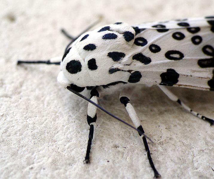 ملف:GiantLeopardMoth.jpg