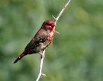 Red Avadavat (Amandava amandava) W IMG 4402.jpg
