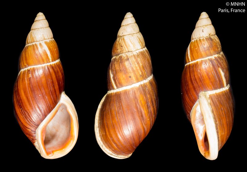 ملف:Placostylus ambagiosus (MNHN-IM-2000-28169).jpeg