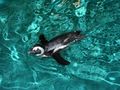 African Penguin at the New England Aquarium.