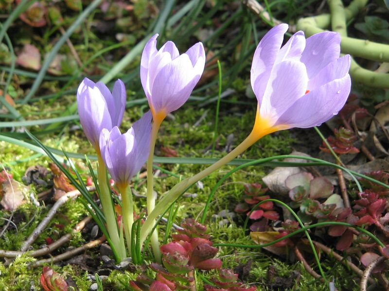 ملف:Crocus longiflorus5.jpg