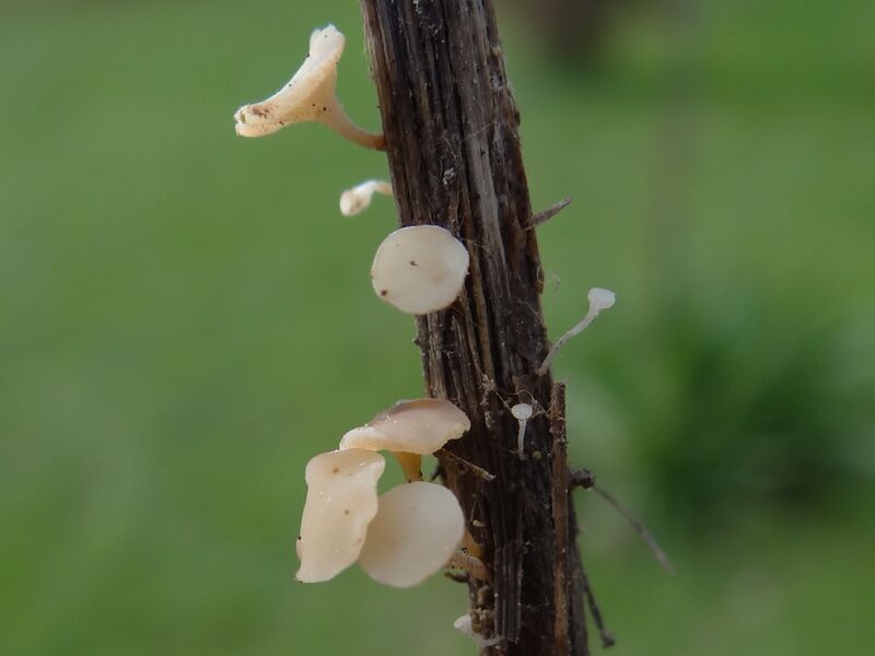 ملف:Hymenoscyphus herbarum a1 (3).jpg