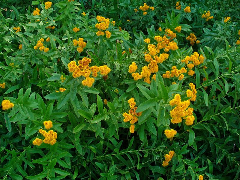 ملف:Inula germanica 001.JPG