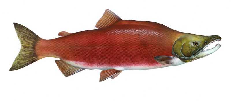 ملف:Oncorhynchus nerka.jpg