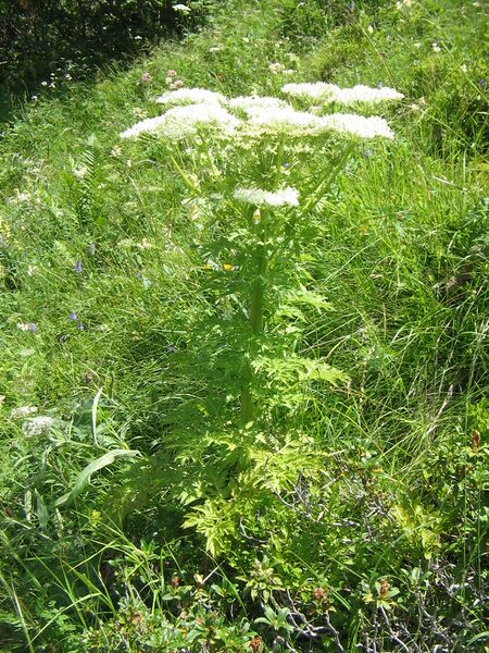 ملف:Pleurospermum austriacum002.jpg