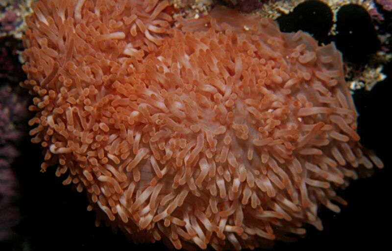 ملف:Preactis millardae.jpg