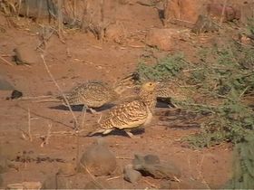 صورة معبرة عن الموضوع قطا كستنائي البطن