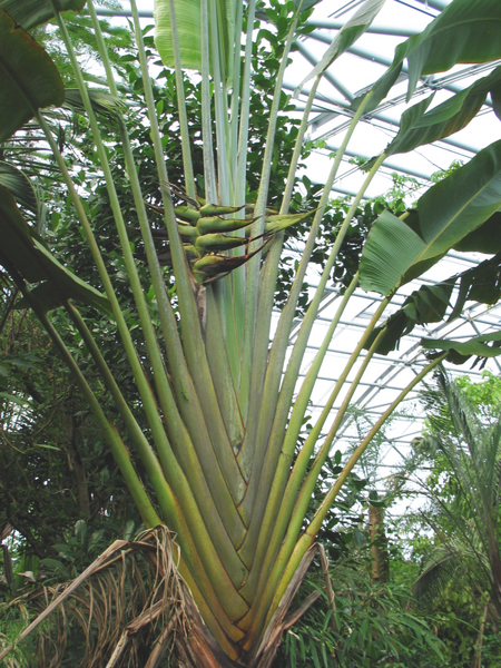 ملف:Ravenala madagascariensis plantae 1.png
