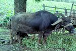 Bhains (buffalo).jpg