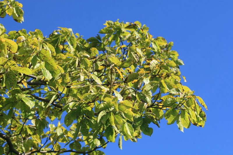 ملف:Cinnamomum brenesii 4zz.jpg