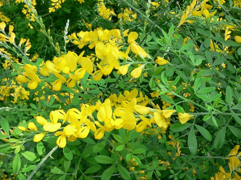 ملف:Cytisus x spachianus1.jpg