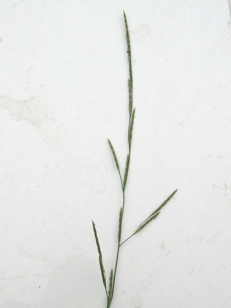 ملف:Glyceria fluitans.jpeg