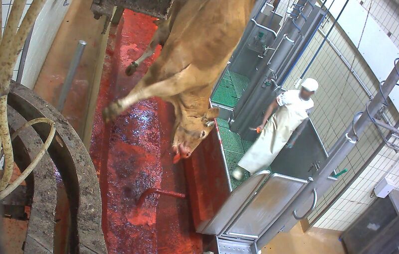 ملف:Abattoir-vache-sang-saignee-langue-sortie.jpg