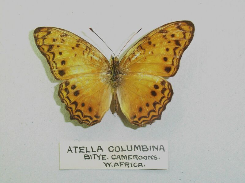 ملف:Atellacolumbina.jpg