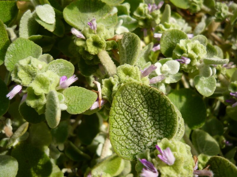 ملف:Ballota acetabulosa 1.JPG