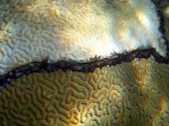 Black band disease on a brain coral in Caribbean Sea near Bahia de la Chiva on the island of Vieques