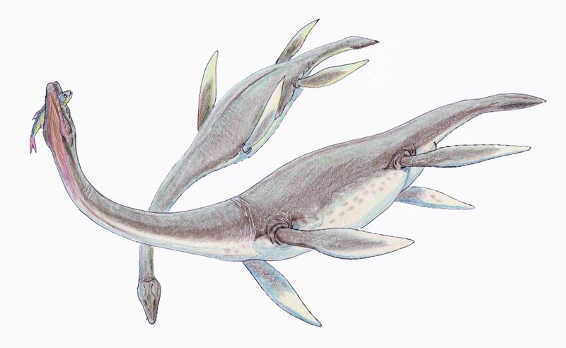 ملف:Plesiosaurus dolich1DB.jpg