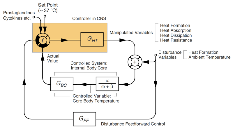 ملف:Thermoregulation simplified.png