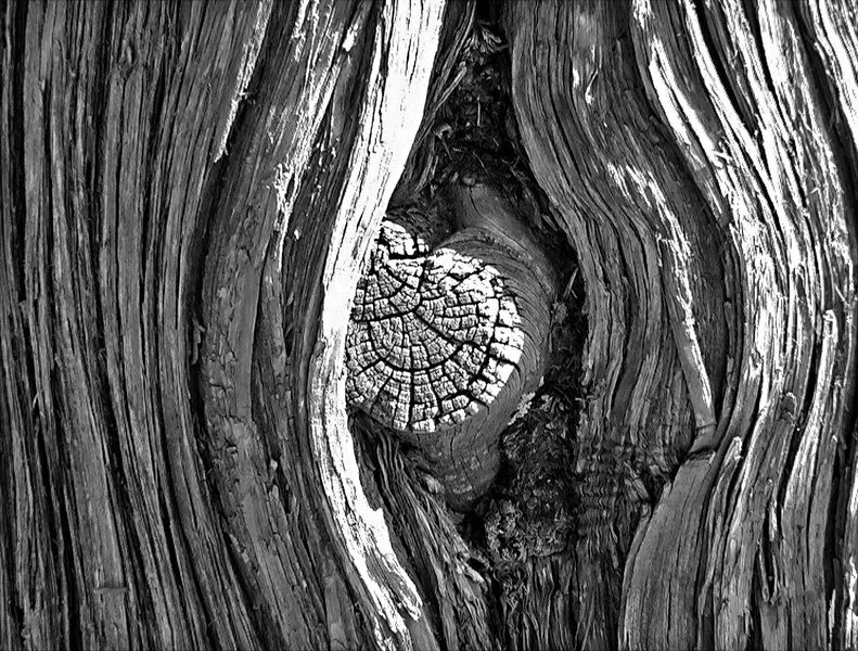 ملف:TreeKnot.jpg