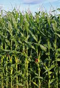Full-grown maize plants
