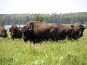 Bison herd - Lake Audy - Riding Mountain National Park.JPG