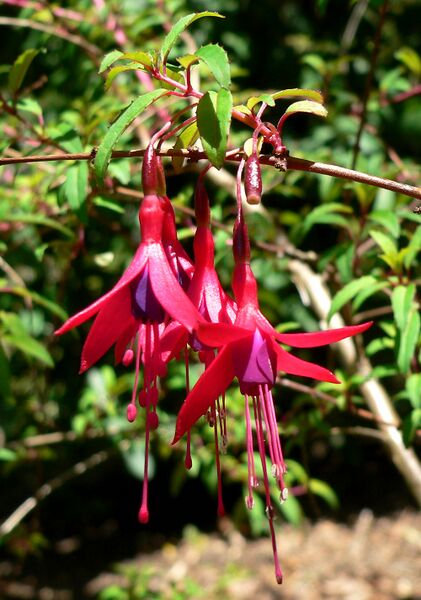 ملف:Fuchsia campos-portoi 1.jpg