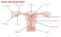 Uterus and uterine tubes.