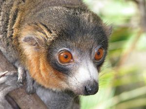 A close-up photo of a male Mongoose Lemur, showing its long snout and wet nose.